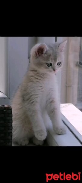 British Shorthair, Kedi  Lina fotoğrafı