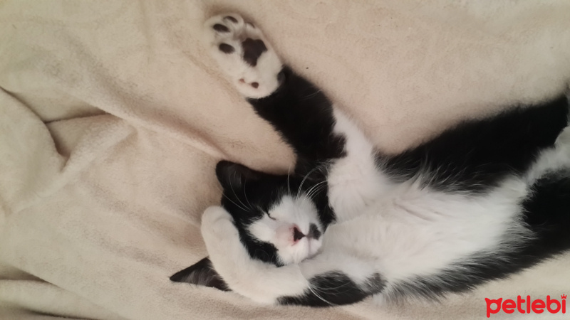Tuxedo (Smokin) Kedi, Kedi  Fıstık fotoğrafı