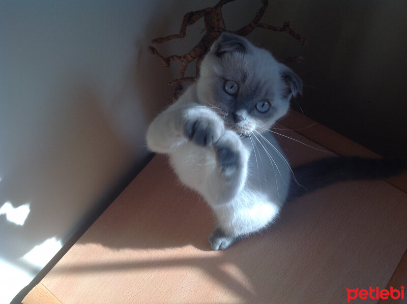 Ragdoll, Kedi  Lydia (Üzüm) fotoğrafı