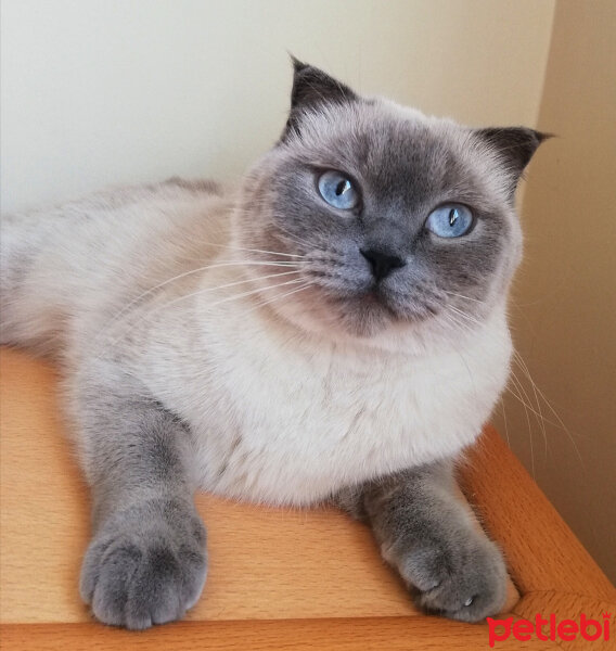 Ragdoll, Kedi  Lydia (Üzüm) fotoğrafı