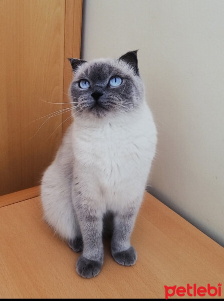 Ragdoll, Kedi  Lydia (Üzüm) fotoğrafı