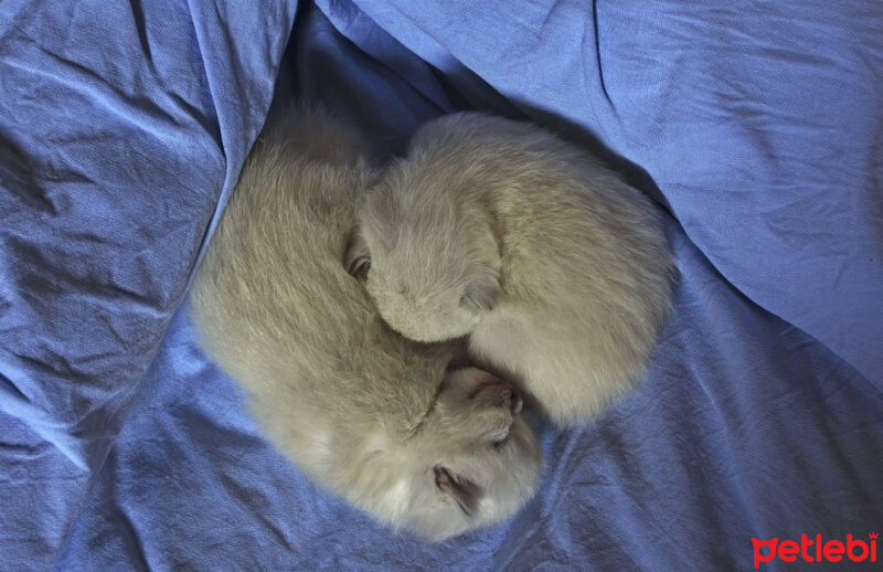 Ragdoll, Kedi  Lydia (Üzüm) fotoğrafı