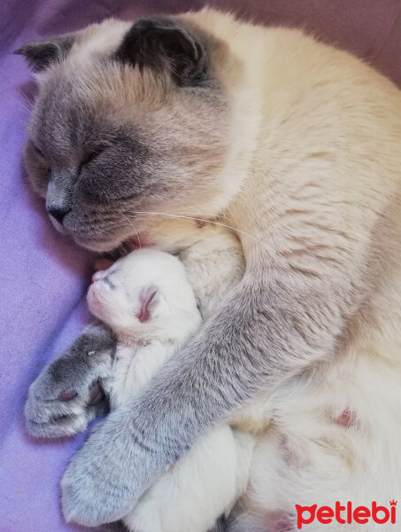 Ragdoll, Kedi  Lydia (Üzüm) fotoğrafı