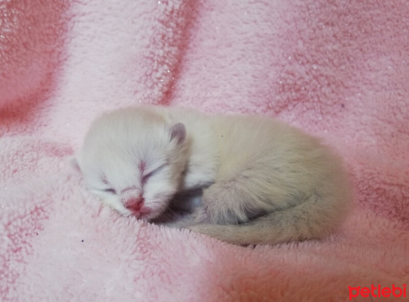 Ragdoll, Kedi  Lydia (Üzüm) fotoğrafı