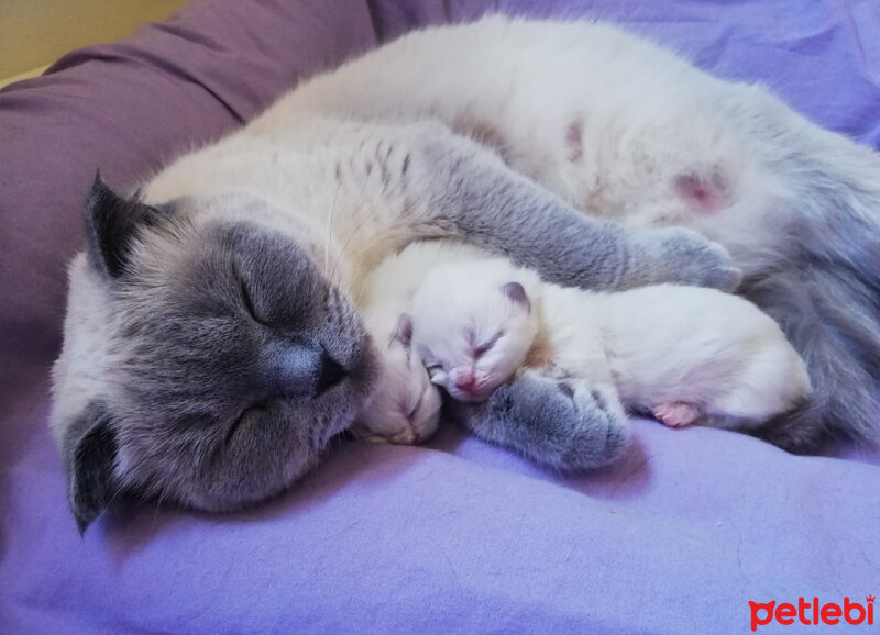 Ragdoll, Kedi  Lydia (Üzüm) fotoğrafı