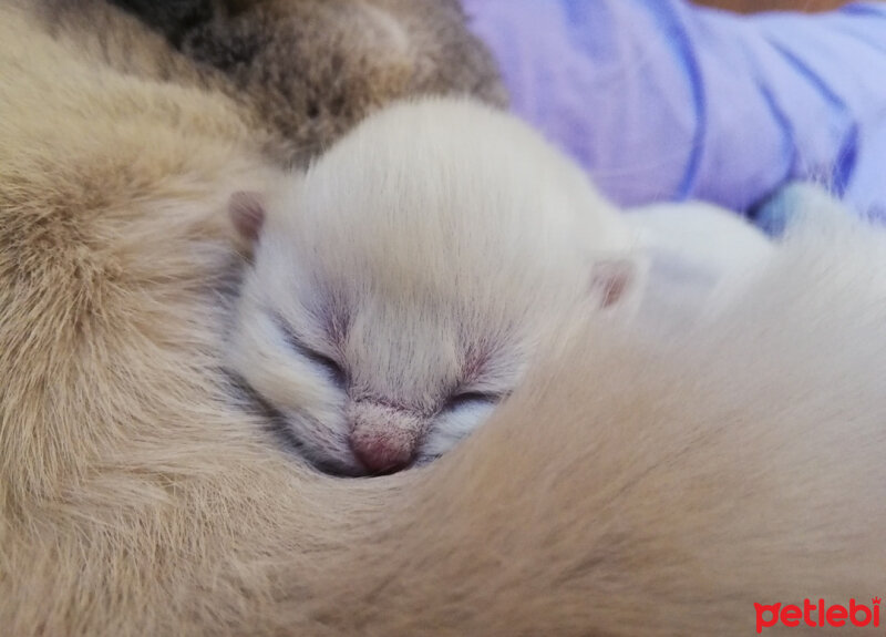 Ragdoll, Kedi  Lydia (Üzüm) fotoğrafı