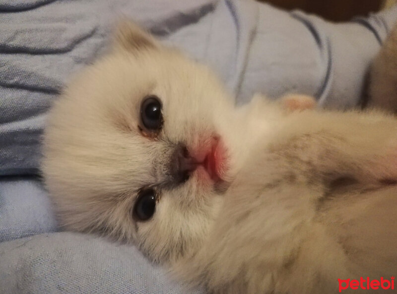 Ragdoll, Kedi  Lydia (Üzüm) fotoğrafı