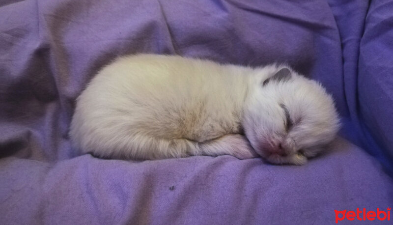 Ragdoll, Kedi  Lydia (Üzüm) fotoğrafı