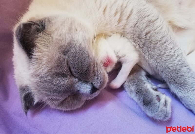 Ragdoll, Kedi  Lydia (Üzüm) fotoğrafı