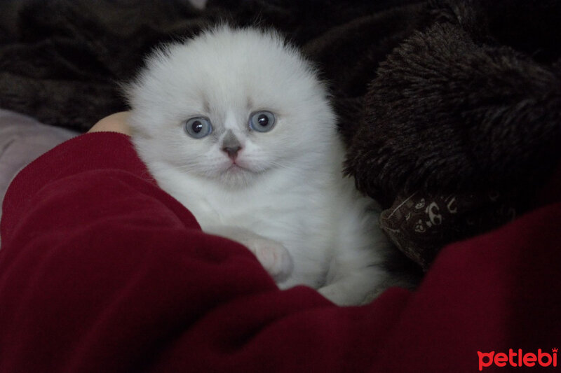 Ragdoll, Kedi  Lydia (Üzüm) fotoğrafı