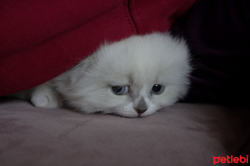 Ragdoll, Kedi  Lydia (Üzüm) fotoğrafı