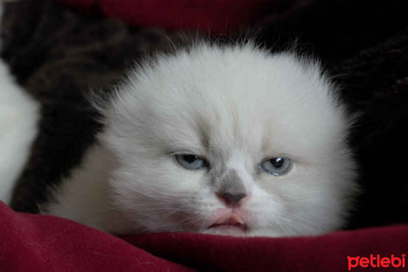 Ragdoll, Kedi  Lydia (Üzüm) fotoğrafı