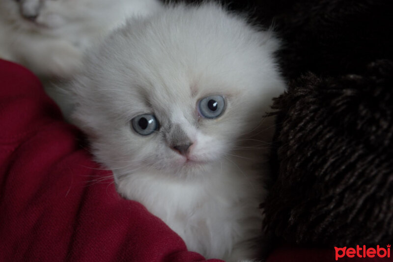 Ragdoll, Kedi  Lydia (Üzüm) fotoğrafı