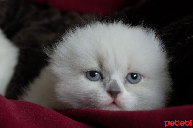 Ragdoll, Kedi  Lydia (Üzüm) fotoğrafı