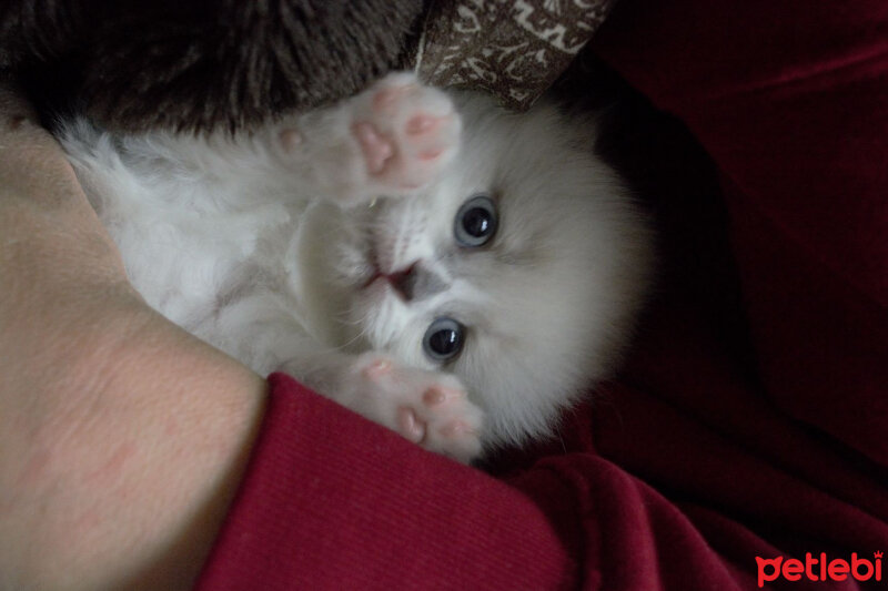 Ragdoll, Kedi  Lydia (Üzüm) fotoğrafı