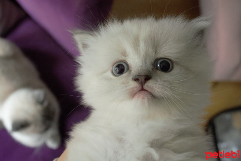 Ragdoll, Kedi  Lydia (Üzüm) fotoğrafı