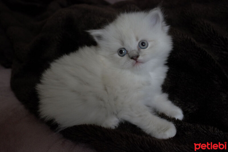 Ragdoll, Kedi  Lydia (Üzüm) fotoğrafı