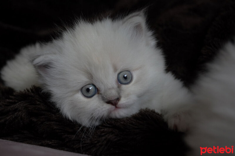 Ragdoll, Kedi  Lydia (Üzüm) fotoğrafı