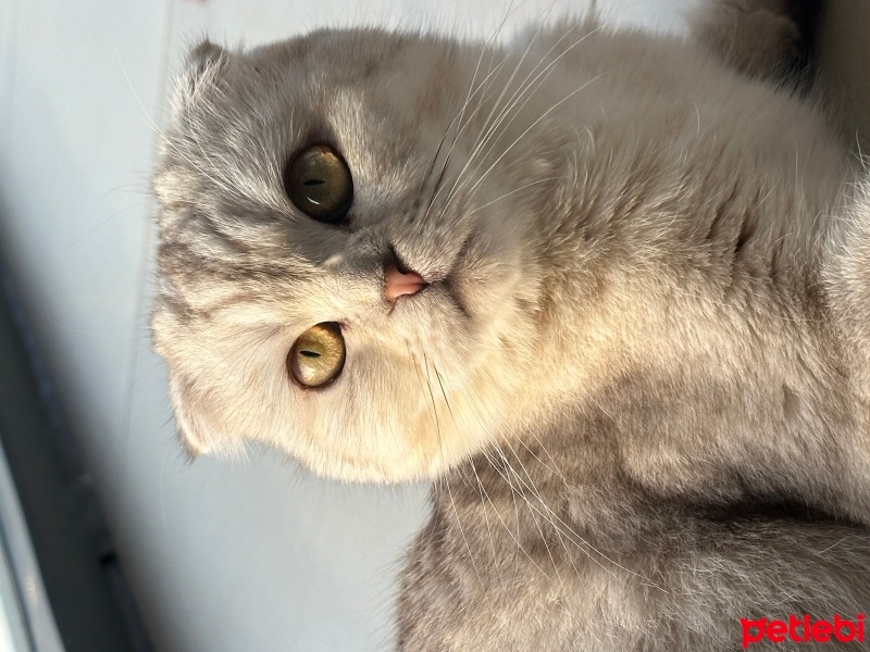 Scottish Fold, Kedi  Mia fotoğrafı