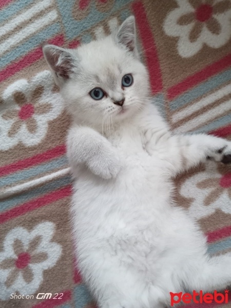 Scottish Fold, Kedi  Pamuk fotoğrafı