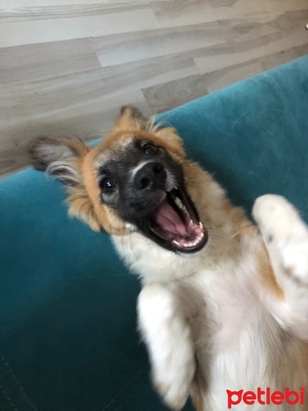 Sokö (Sokak Köpeği), Köpek  şıpıdık fotoğrafı
