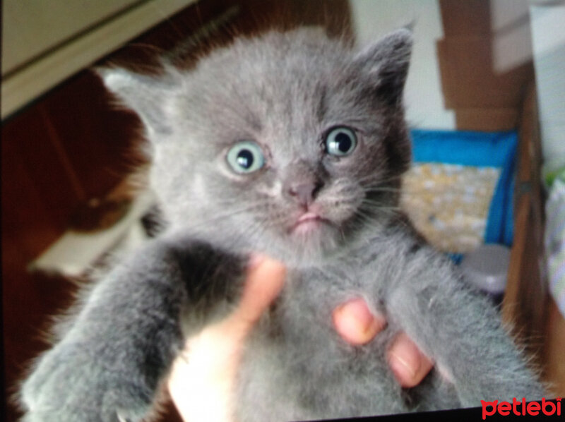 Scottish Fold, Kedi  Peri (Perişko) fotoğrafı