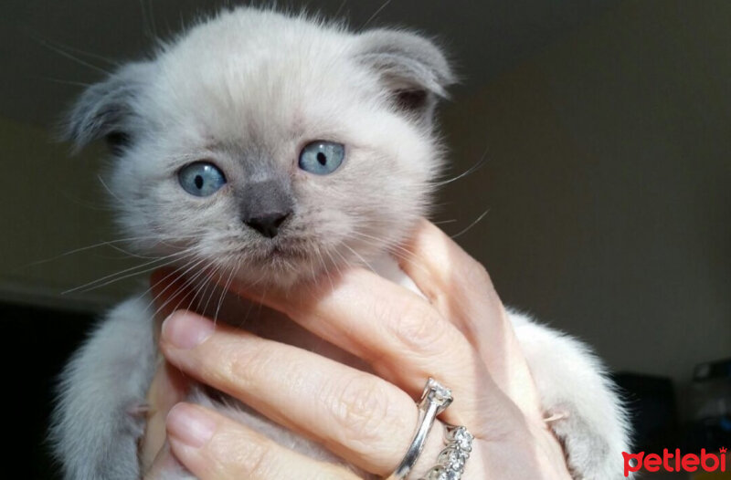 Scottish Fold, Kedi  Peri (Perişko) fotoğrafı