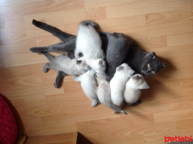 Scottish Fold, Kedi  Peri (Perişko) fotoğrafı