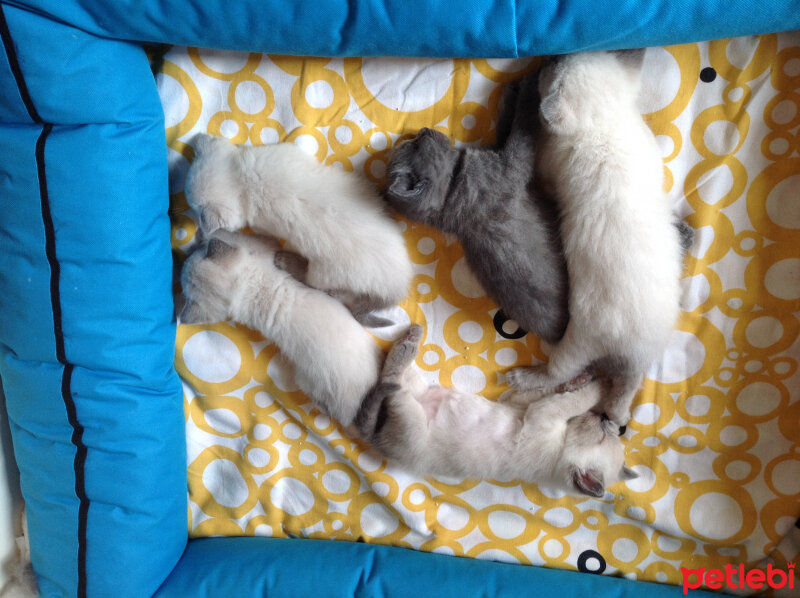 Scottish Fold, Kedi  Peri (Perişko) fotoğrafı