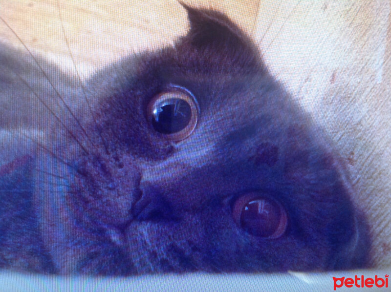 Scottish Fold, Kedi  Peri (Perişko) fotoğrafı