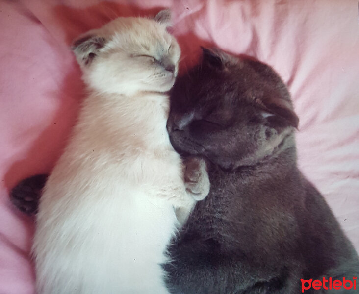 Scottish Fold, Kedi  Peri (Perişko) fotoğrafı