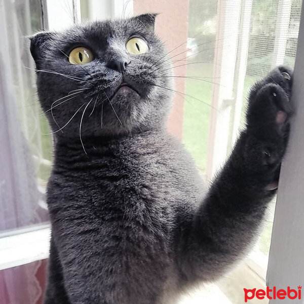 Scottish Fold, Kedi  Peri (Perişko) fotoğrafı