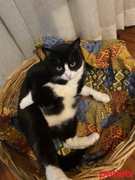 Tekir Kedi, Kedi  Venüs fotoğrafı
