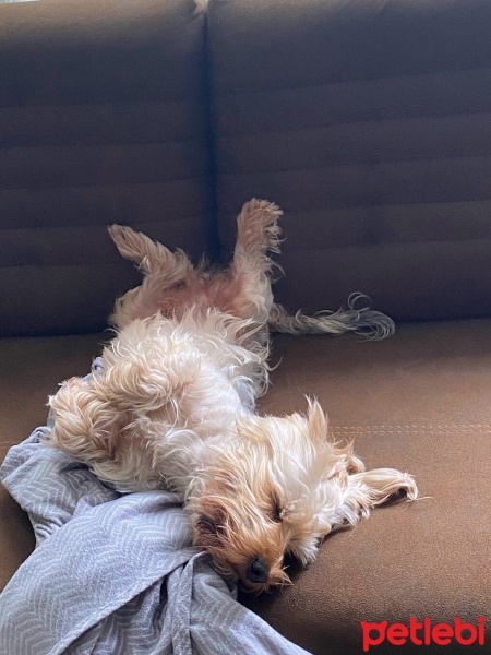 Yorkshire Terrier, Köpek  Yulaf fotoğrafı