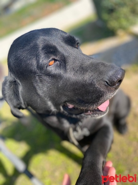 Labrador Retriever, Köpek  Zeytin fotoğrafı