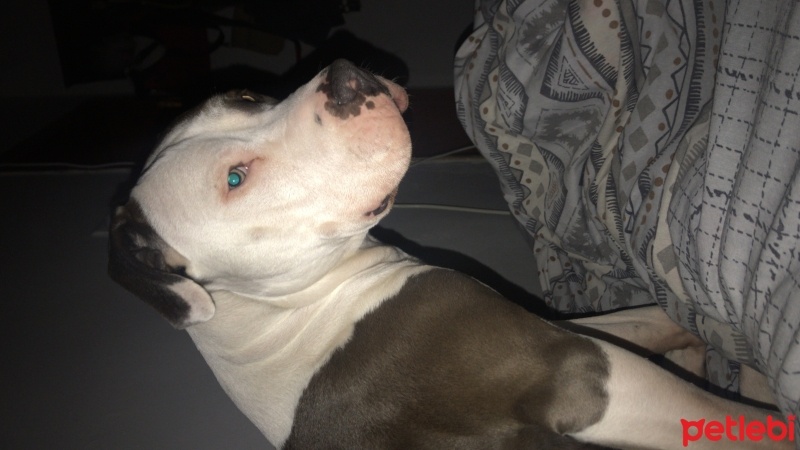 Amerikan Staffordshire Terrier, Köpek  Tina fotoğrafı