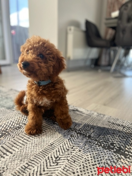 Poodle (Minyatür Kaniş), Köpek  buffy fotoğrafı
