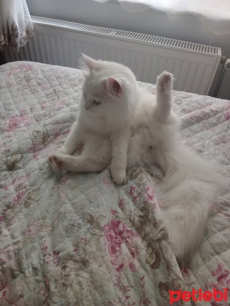 Scottish Fold, Kedi  Ayten fotoğrafı