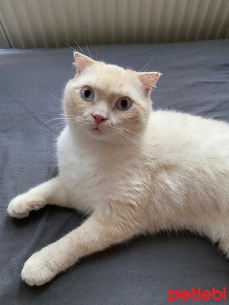 Scottish Fold, Kedi  Pamuk fotoğrafı