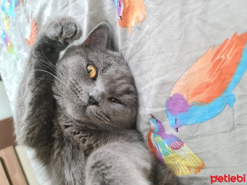 British Shorthair, Kedi  Luna fotoğrafı