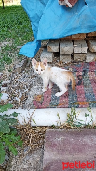 Tekir Kedi, Kedi  Boncuk fotoğrafı