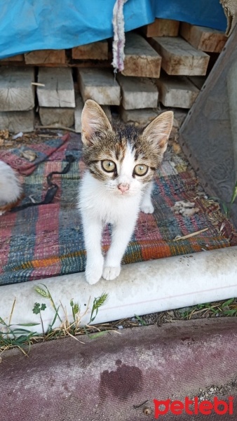 Tekir Kedi, Kedi  Boncuk fotoğrafı