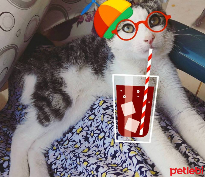 Tekir Kedi, Kedi  Gofret fotoğrafı