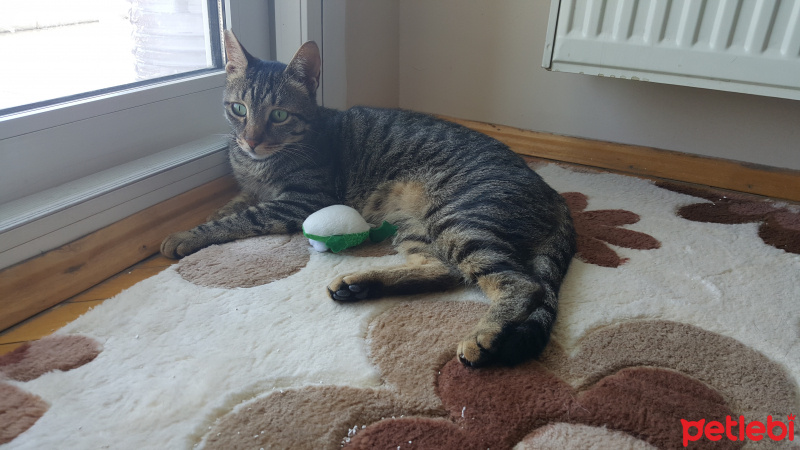 Tekir Kedi, Kedi  Muhi fotoğrafı