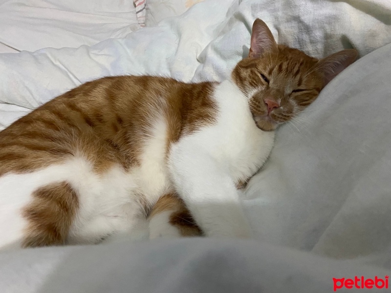 Sarman, Kedi  Miya fotoğrafı