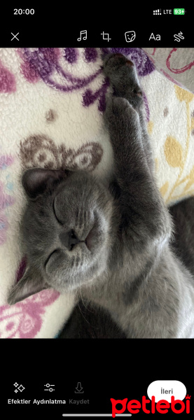 British Shorthair, Kedi  Mavi fotoğrafı