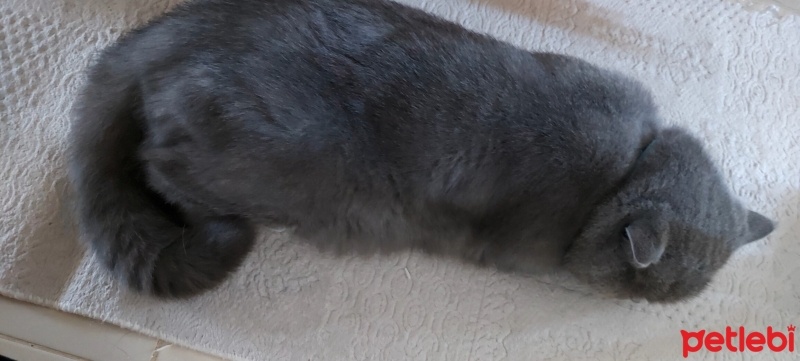 British Shorthair, Kedi  duman fotoğrafı