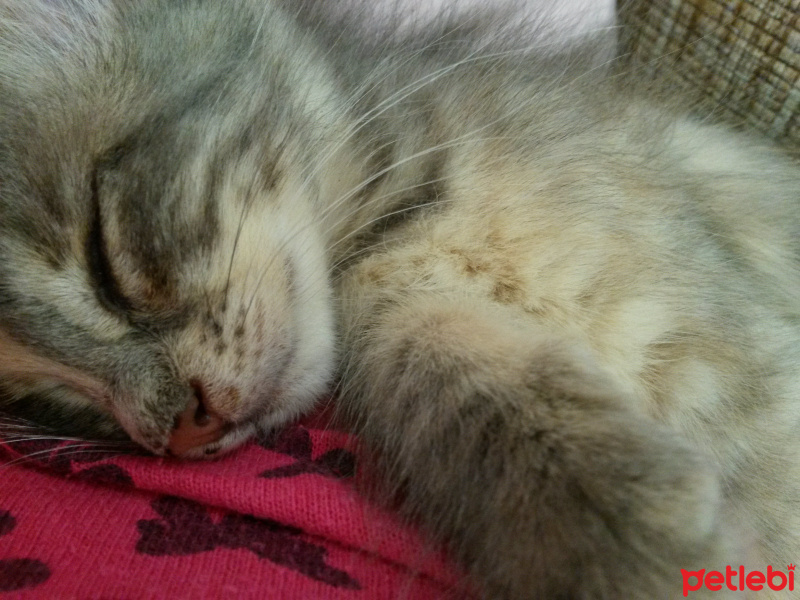 Tekir Kedi, Kedi  melodi fotoğrafı