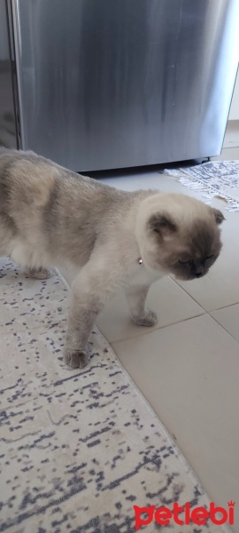 Scottish Fold, Kedi  pamuk fotoğrafı