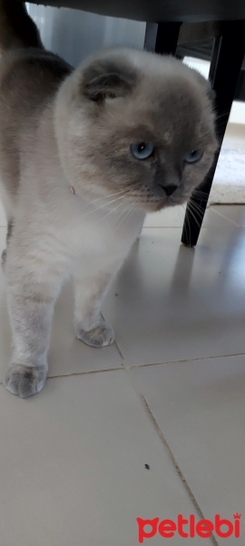 Scottish Fold, Kedi  pamuk fotoğrafı